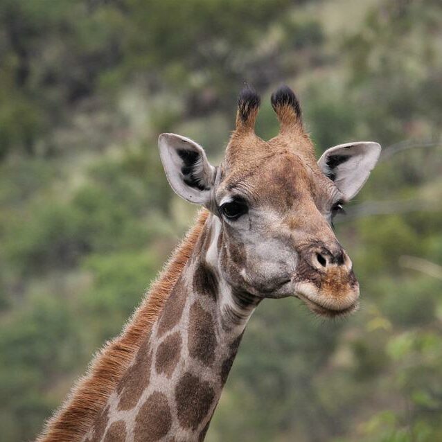 girafe curieuse